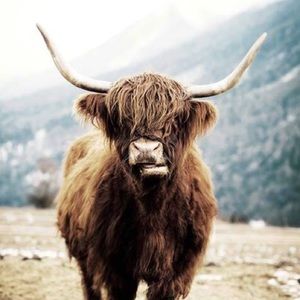 Meet your Posher, Phae